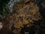 Tomentella bryophila image