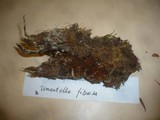 Tomentella fibrosa image