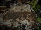 Tomentella punicea image