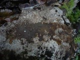 Tomentella punicea image