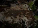 Tomentella punicea image