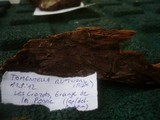 Tomentella stuposa image