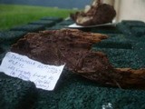 Tomentella stuposa image