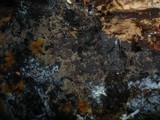 Tomentella terrestris image