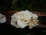 Tremella polyporina image