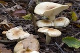 Hygrophorus tennesseensis image