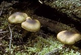 Tricholomopsis decora image