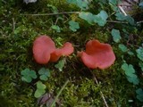 Guepinia helvelloides image