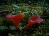 Guepinia helvelloides image