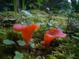 Guepinia helvelloides image