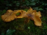 Tricholomopsis decora image