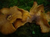 Tricholomopsis decora image