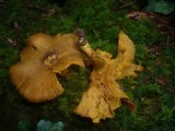 Tricholomopsis decora image