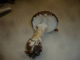 Amanita pantherina var. abietum image