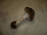 Amanita pantherina var. abietum image