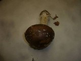 Amanita pantherina var. abietum image