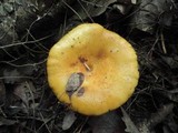 Lactarius thyinos image