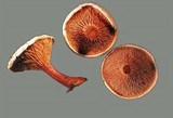 Hygrophoropsis aurantiaca image