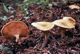 Hygrophoropsis aurantiaca image