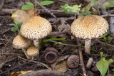 Lacrymaria echiniceps image