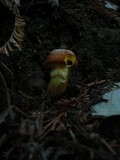 Suillus caerulescens image