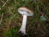 Amanita porphyria image