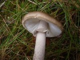 Amanita porphyria image