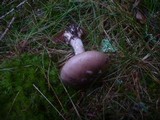 Amanita porphyria image