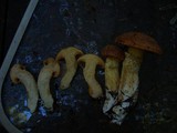 Suillus caerulescens image
