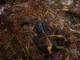 Elaphocordyceps ophioglossoides image