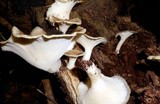 Royoporus badius image