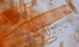 Chroogomphus ochraceus image