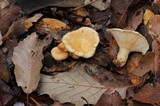 Lactarius maculatipes image