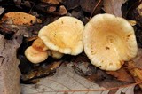 Lactarius maculatipes image