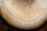 Lactarius maculatipes image