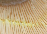 Lactarius maculatipes image
