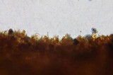 Lactarius maculatipes image