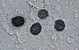Lactarius maculatipes image