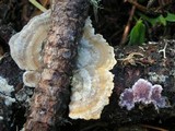 Trichaptum abietinum image