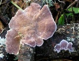 Trichaptum abietinum image