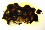 Podosordaria entosulphurea image