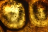 Podosordaria entosulphurea image