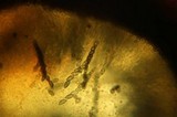 Podosordaria entosulphurea image