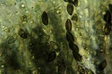 Podosordaria entosulphurea image