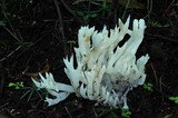 Sebacina sparassoidea image