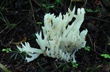 Sebacina sparassoidea image