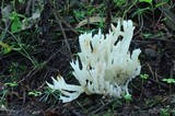 Sebacina sparassoidea image