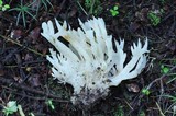 Sebacina sparassoidea image