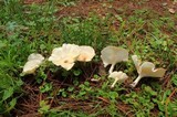 Clitocybe gibba image