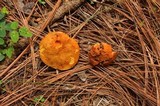 Tylopilus leucomycelinus image